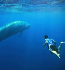 AR|  وثائقي وطن الحيتان